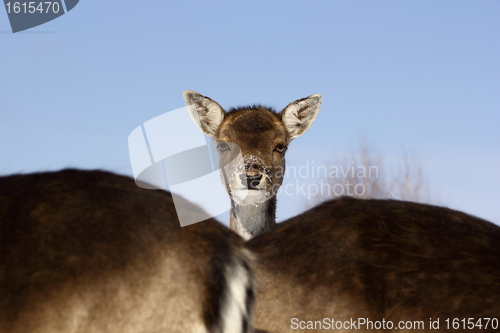 Image of fallow deer baby