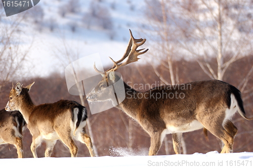 Image of fallow deer buck and its baby stag