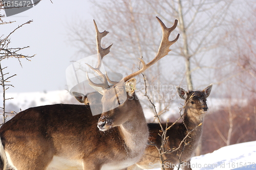 Image of fallow deer buck in a winter day