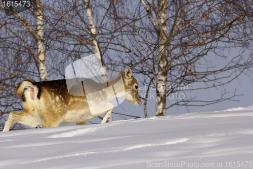 Image of fallow deer doe in winter