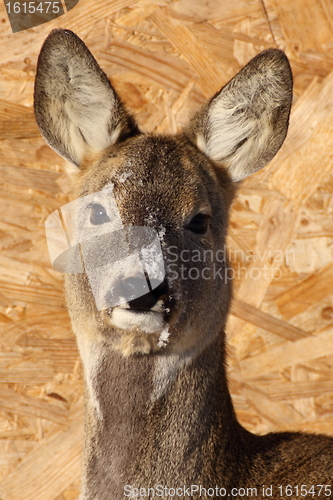 Image of female roe deer in a park
