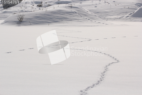 Image of fox tracks