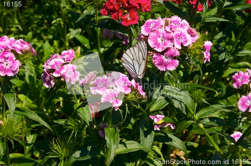 Image of Cabbage white butterfly