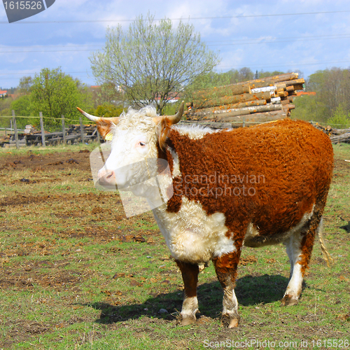 Image of Farm cow stands on field