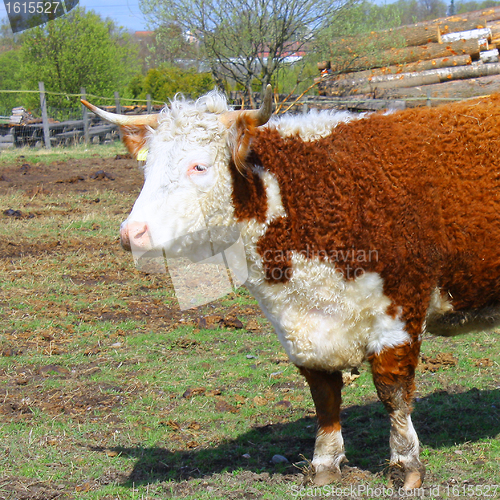 Image of Farm cow stands on field