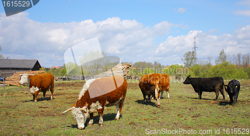 Image of Farm cows 