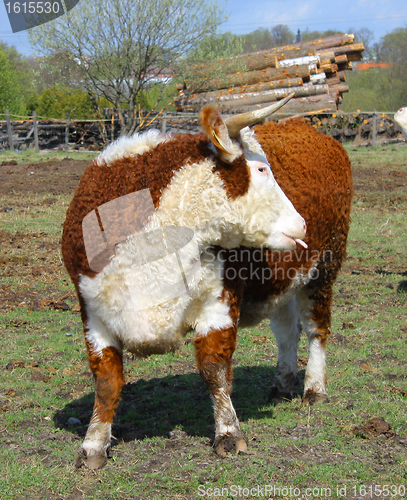 Image of Farm bull