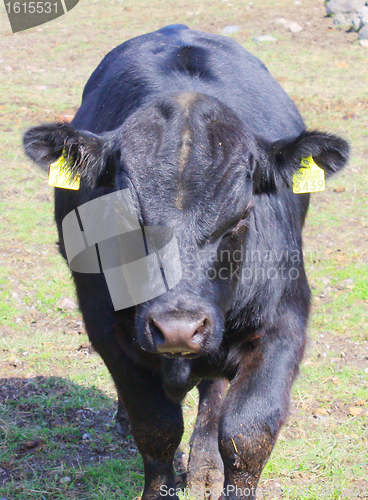 Image of Farm black bull
