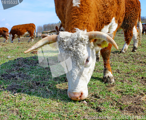 Image of Brown white cows on a farmland