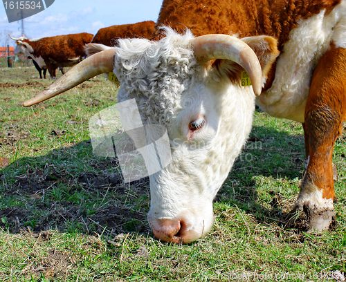 Image of Brown white cows on a farmland