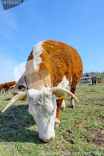 Image of Brown white cows on a farmland