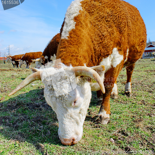 Image of Brown white cows on a farmland