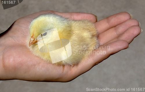 Image of Chicken in a hand