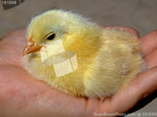 Image of Chicken on a palm