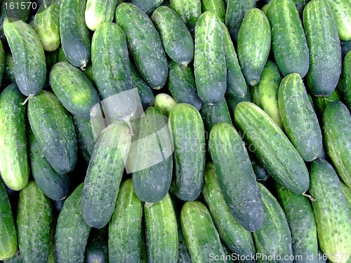 Image of Fresh cucumbers