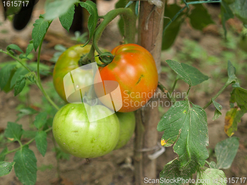 Image of Tomato