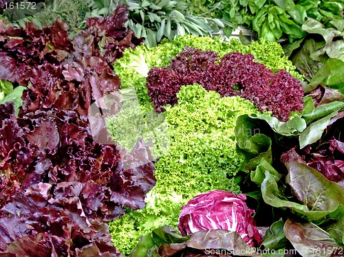 Image of Organic lettuce