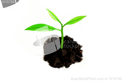Image of Growing sprout 