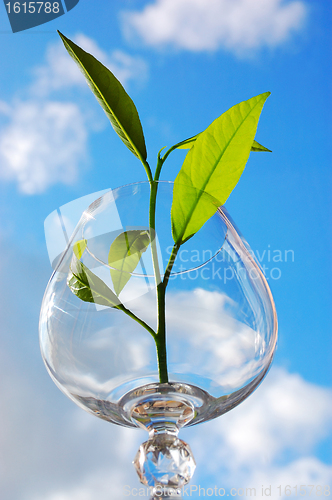 Image of Sprout in a glass