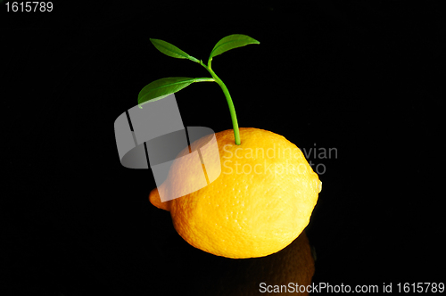 Image of Lemon sprout 