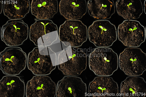 Image of Young seedlings