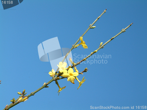 Image of winter jasmine