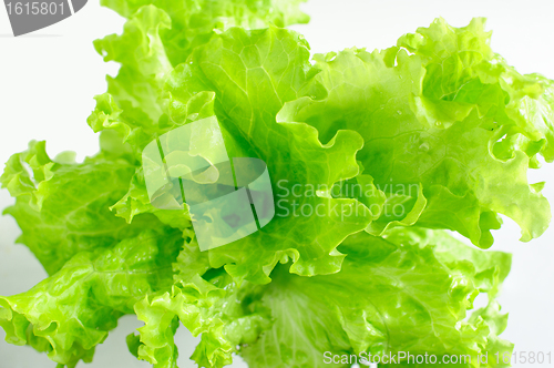 Image of Lettuce leaves