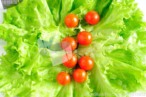 Image of Cherry tomatoes and lettuce 