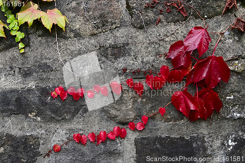Image of red  ivy