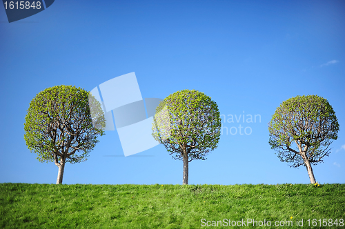 Image of Three young trees