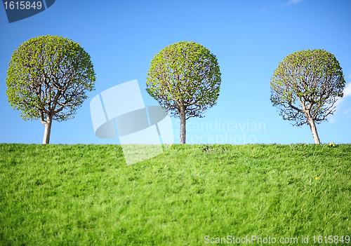 Image of Three young trees