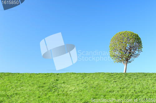 Image of Young green tree in spring