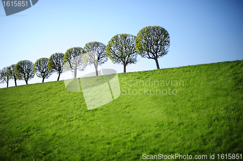 Image of Young trees