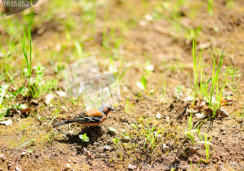 Image of Chaffinch on the meadow