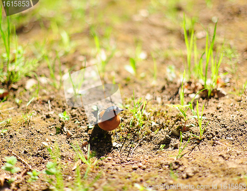 Image of Chaffinch on the meadow