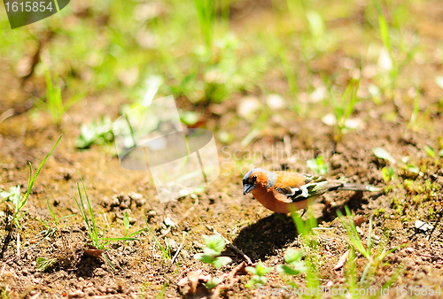 Image of Chaffinch on the meadow