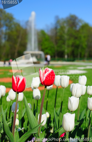 Image of Tulips in the park
