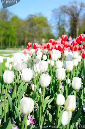 Image of Tulips in the park