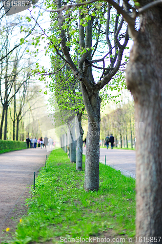 Image of Alley in the park