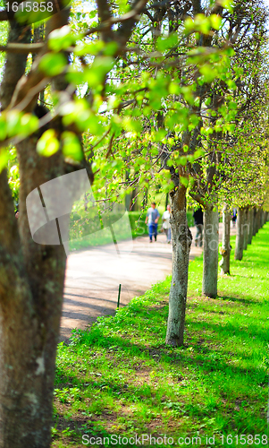 Image of Spring alley in the park