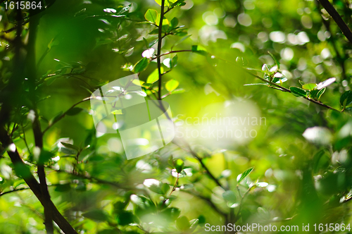 Image of Sunlit branches