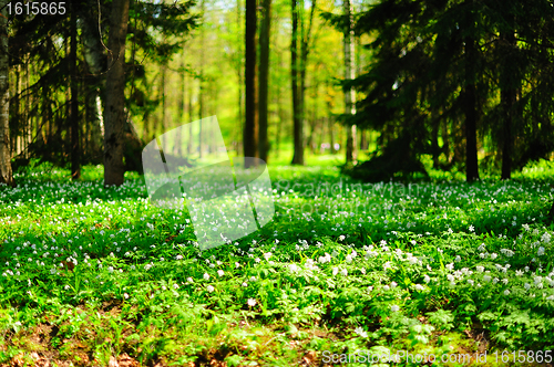 Image of Sunlit anemone glade 