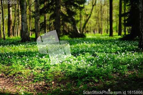 Image of Anemone meadow