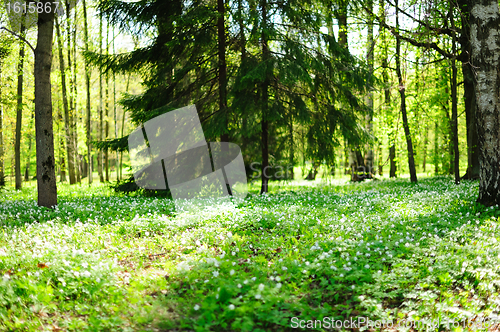 Image of Sunny forest glade