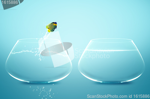 Image of Anglefish jumping to Big bowl