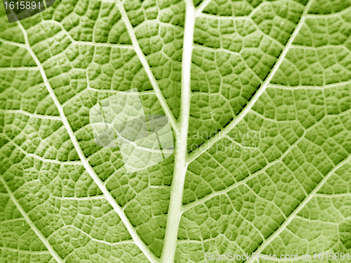 Image of Leaf of a plant close up