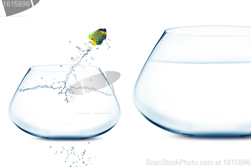 Image of Anglefish jumping into bigger fishbowl