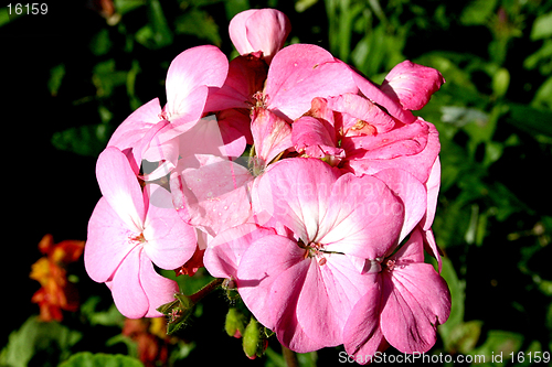 Image of pink pelargonium