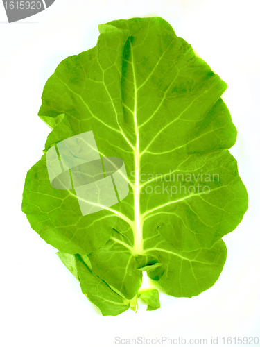 Image of leaf of  a broccoli