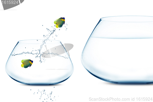 Image of Anglefish in small fishbowl watching goldfish jump into large fi